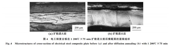 圖４ 電工鋼復(fù)合板在１２００℃&times;７５min擴散退火前后橫截面的顯微組織